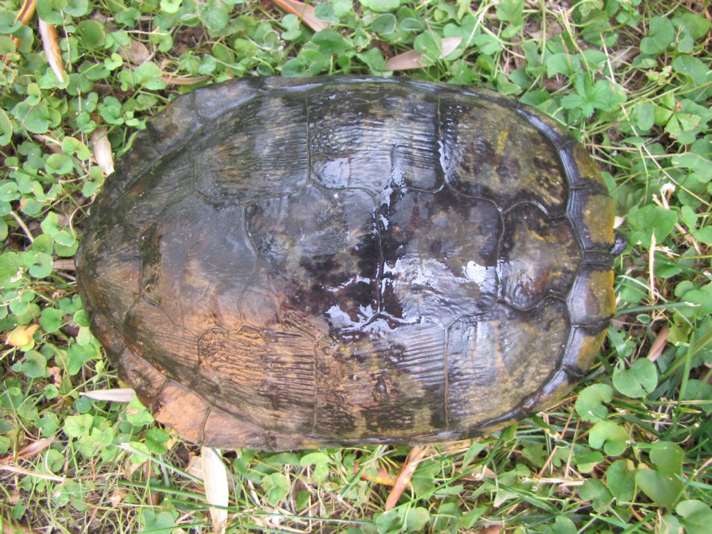 Trachemis sp.